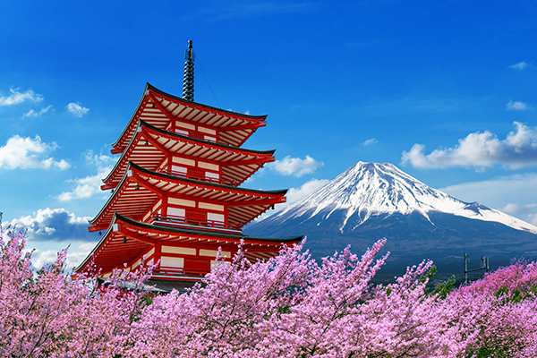Cherry blossoms in spring, Chureito pagoda and Fuji mountain in